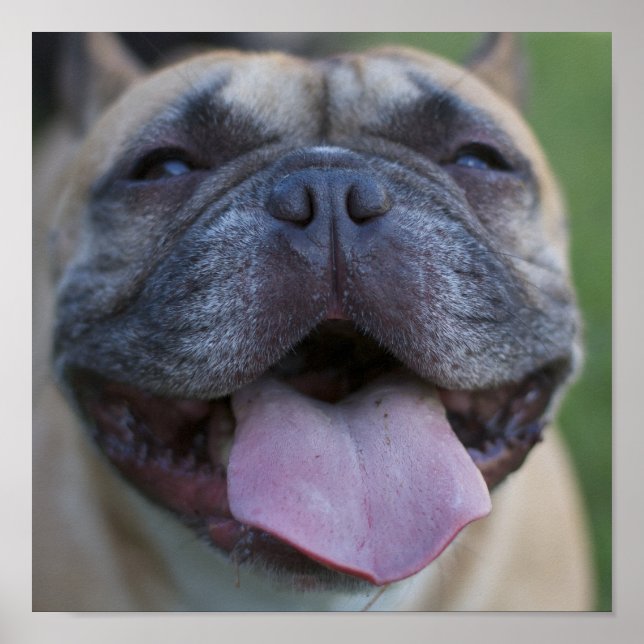 Affiches Français (Devant)