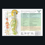 Affiches Français ANS Subluxations Effets Chiropratique<br><div class="desc">En français. ANS et effets de la subbluxation de la colonne vertébrale Poster 24" X 36". Systeme Nerveux Neurovégétatif et Effets des Subluxations sur le Corps. L'affiche de la chiropratique énumère les effets de la subluxation de la colonne vertébrale sur les zones corporelles et les symptômes possibles associés en français....</div>