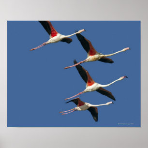 Affiches France, Bouches du Rhone, Camargue, Greater