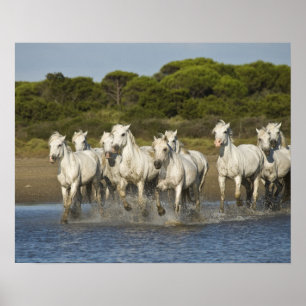 Affiches France, Camargue. Les chevaux courent à travers l'