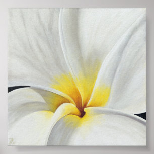 Affiches Frangipani blanc
