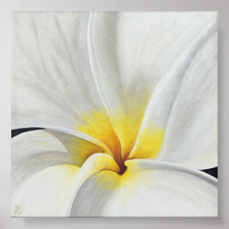Affiches Frangipani blanc