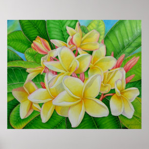 Affiches Frangipani hawaïen