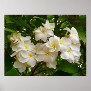 Affiches Frangipani hawaïen