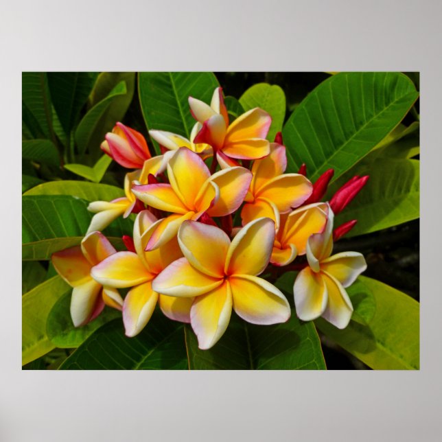 Affiches Frangipani hawaïen (Devant)