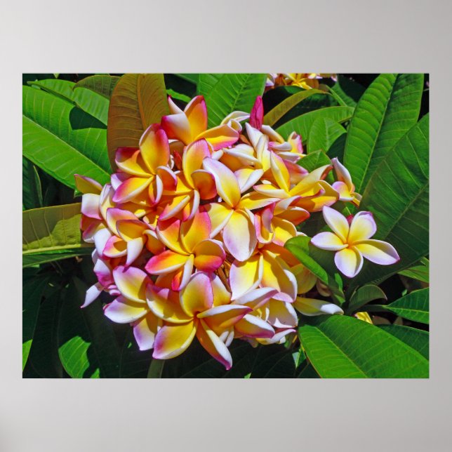 Affiches Frangipani hawaïen (Devant)