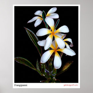 Affiches Frangipanni