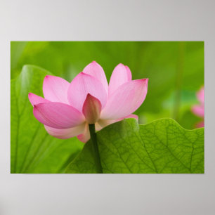 Affiches Franklin NC, jardin d'eau de Perry, Lotus