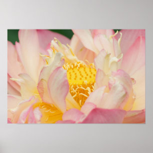 Affiches Franklin NC, jardin d'eau de Perry, Lotus avec