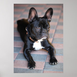 Affiches Französisch Bulldog