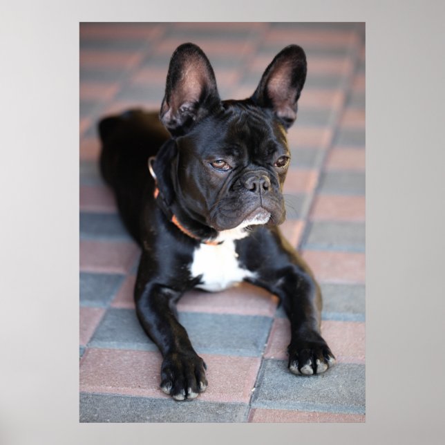 Affiches Französisch Bulldog (Devant)
