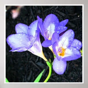 Affiches Freesia lumineux