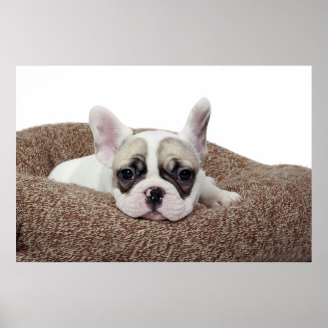 Affiches French Bulldog Puppy Lying (Devant)