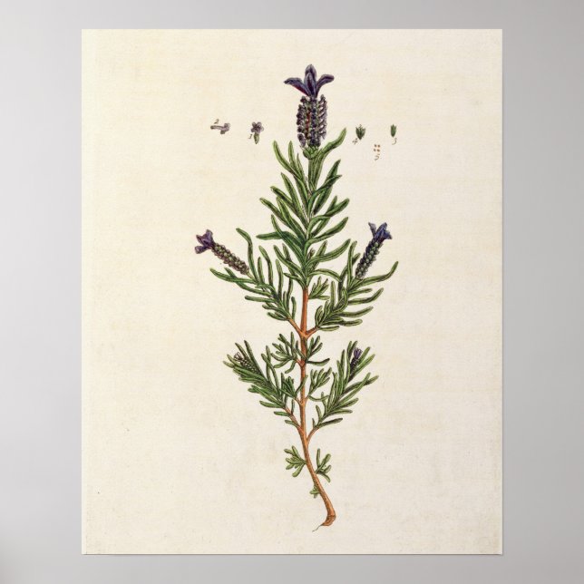 Affiches French Lavender, plate 241 from 'A Curious Herbal' (Devant)