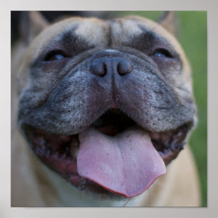 Affiches Frenchie