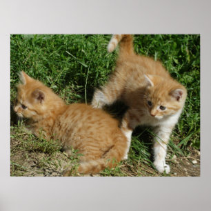 Affiches Frères Tabby Orange