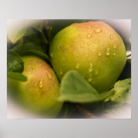 Fresh Green Apples with Misty Border