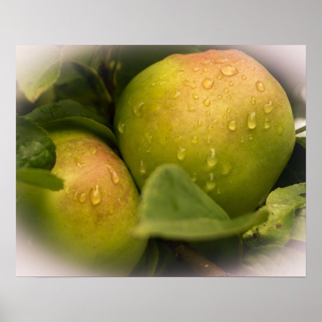 Affiches Fresh Green Apples with Misty Border (Devant)