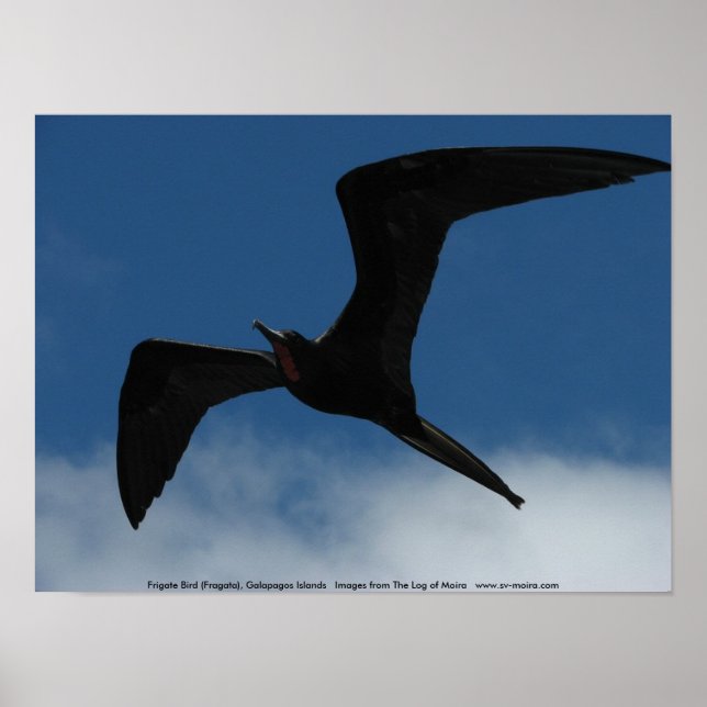 Affiches Frigate Bird (Fragata), îles Galapagos 1 (Devant)