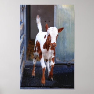 Affiches Frisky Calf