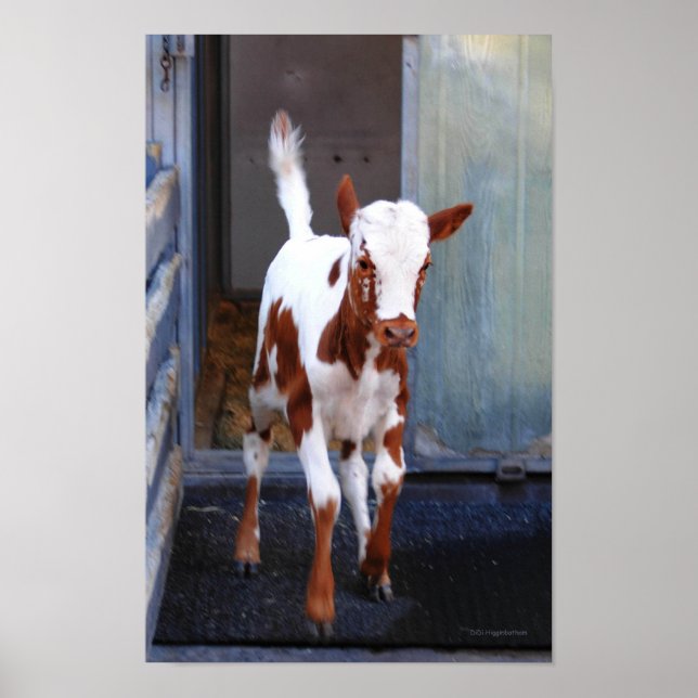 Affiches Frisky Calf (Devant)