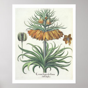 Affiches Fritillaire : Classe de florum d'Imperialis de