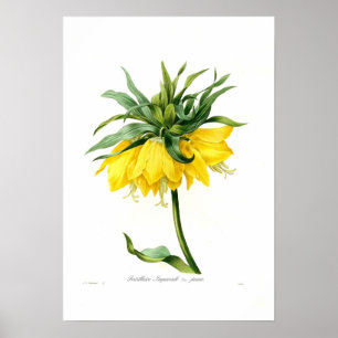 Affiches Fritillaire jaune