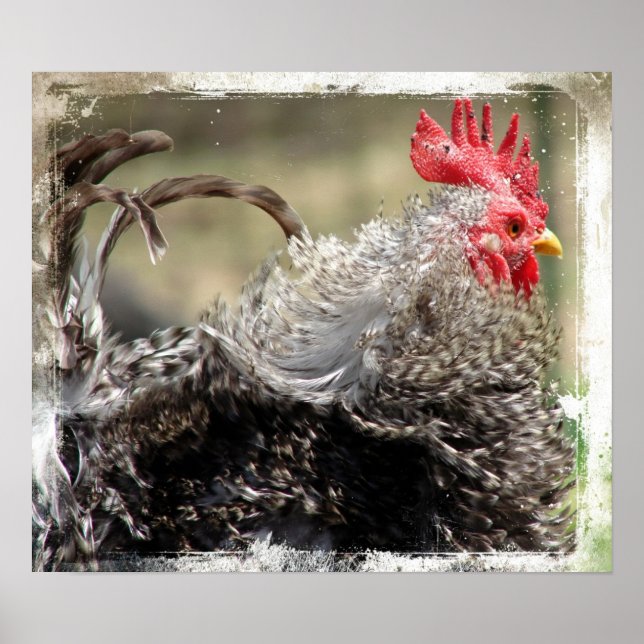 Affiches Frizzle Rooster (Devant)