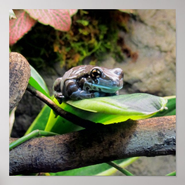 Affiches Frog on Leaf (Devant)