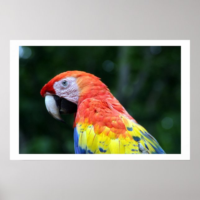 Affiches frontière de scarlet macaw (Devant)