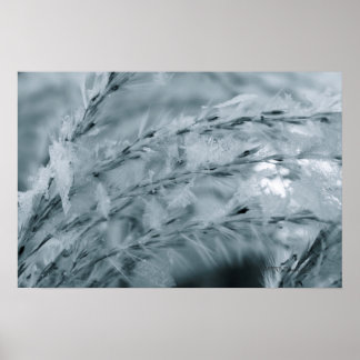 Affiches Frosted Wheat