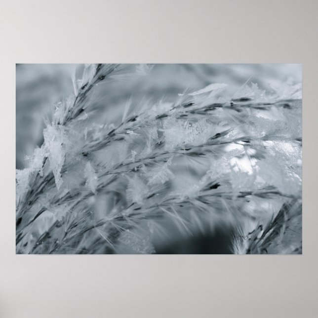 Affiches Frosted Wheat (Devant)