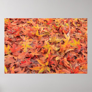 Affiches Frosty matin, Mill Creek, WA, États-Unis