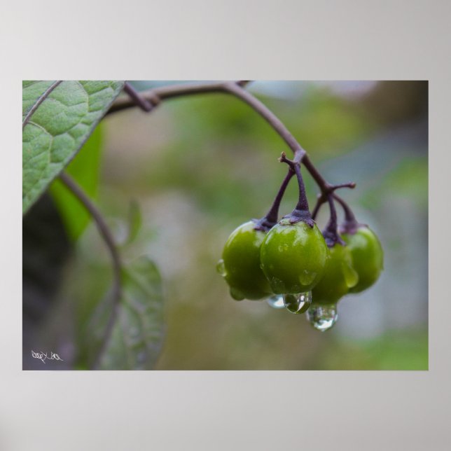 Affiches Fruit de clarté (Devant)