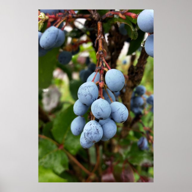 Affiches Fruit d'épine noire (Devant)