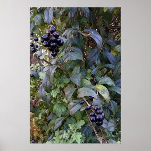 Affiches fruits de brousse