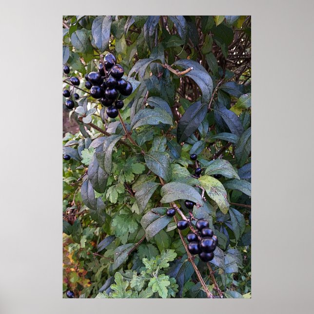Affiches fruits de brousse (Devant)