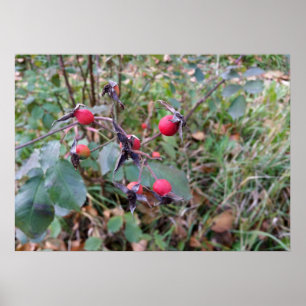 Affiches fruits de l'automne