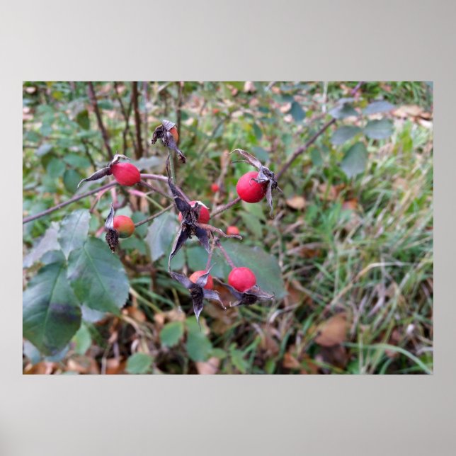 Affiches fruits de l'automne (Devant)