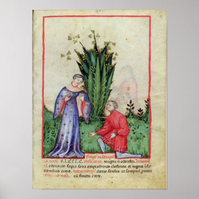 Affiches Fruits de Mandrake, de 'Tacuinum Sanitatis' (Devant)