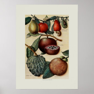 Affiches Fruits tropicaux