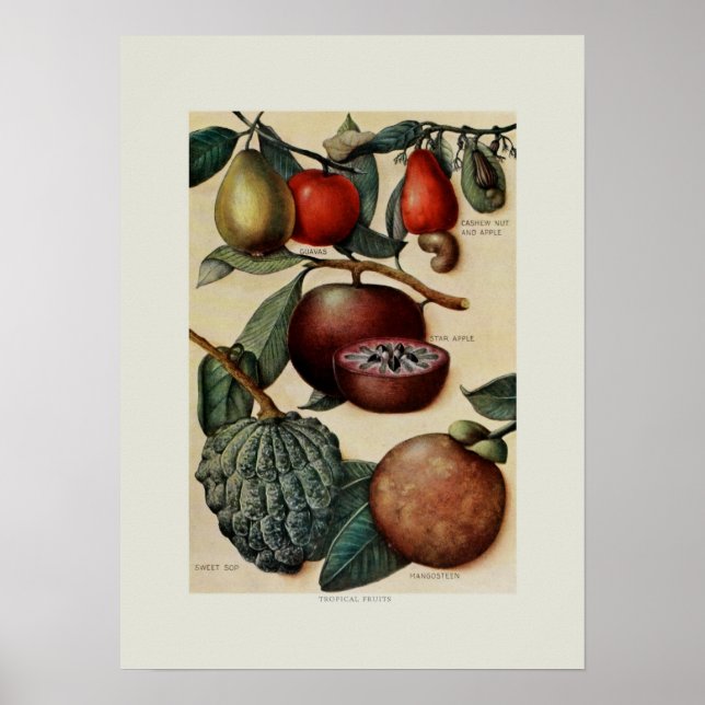 Affiches Fruits tropicaux (Devant)