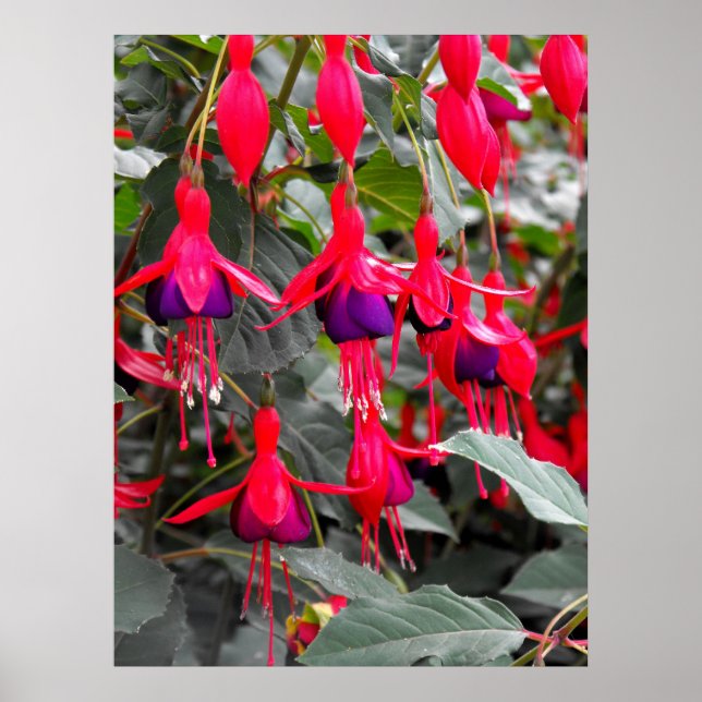 Affiches Fuchsia (Devant)