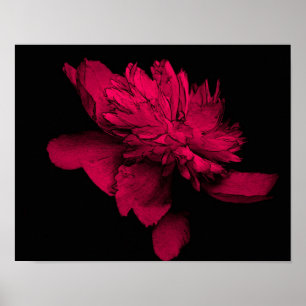 Affiches Fuchsia Peony Flower Abstrait Floral Art