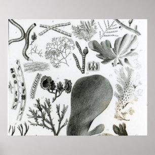 Affiches Fucus de Conferra