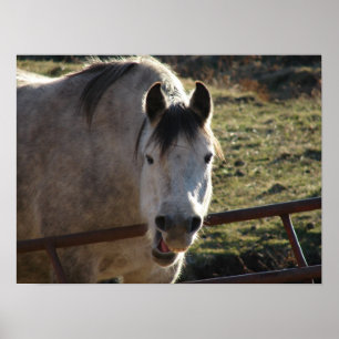 Affiches Funny Grey Mare