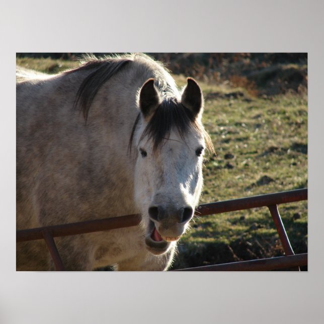 Affiches Funny Grey Mare (Devant)
