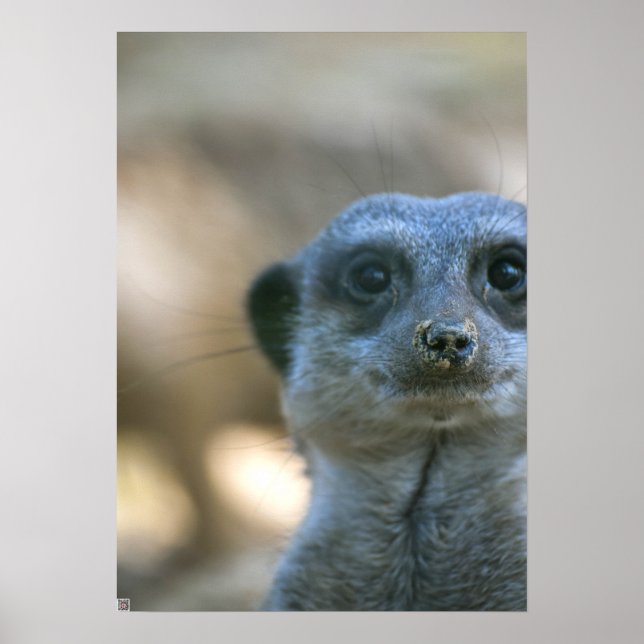 Affiches Funny Meerkat (Devant)