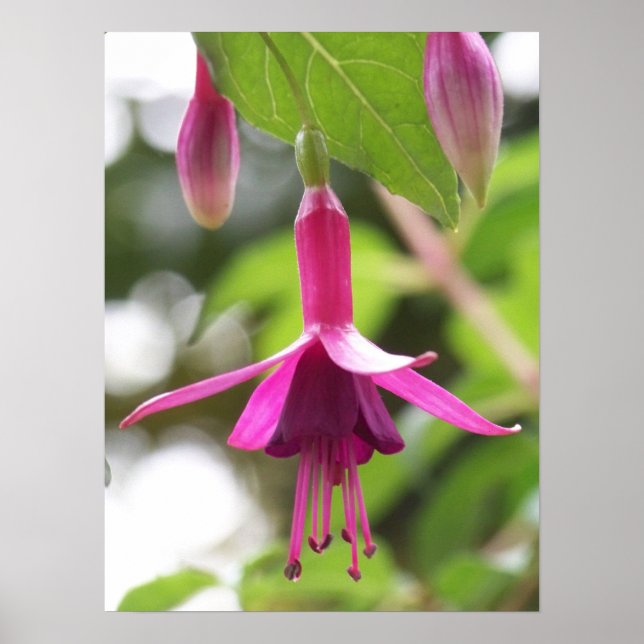 Affiches Fuschia (Devant)