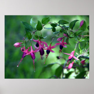 Affiches Fushia en fleur